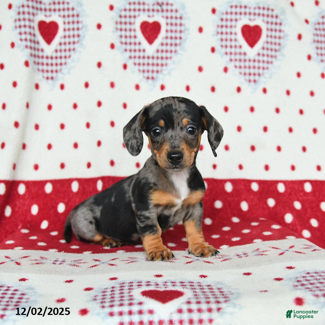 Miniature Dachshund dogs for sale: Winston - Ad 3