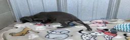 Italian Greyhound dogs for sale: Andy - Ad 5