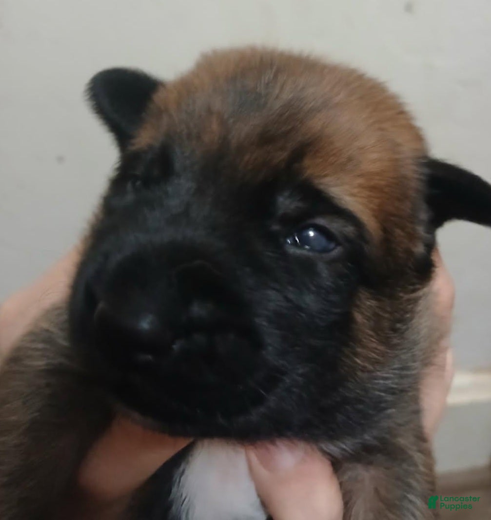 Belgian Malinois dogs Belgian Malinois Puppy 6 - Ad 39