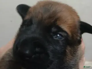 Belgian Malinois dogs Belgian Malinois Puppy 6 - Ad 15