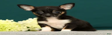 Peanut