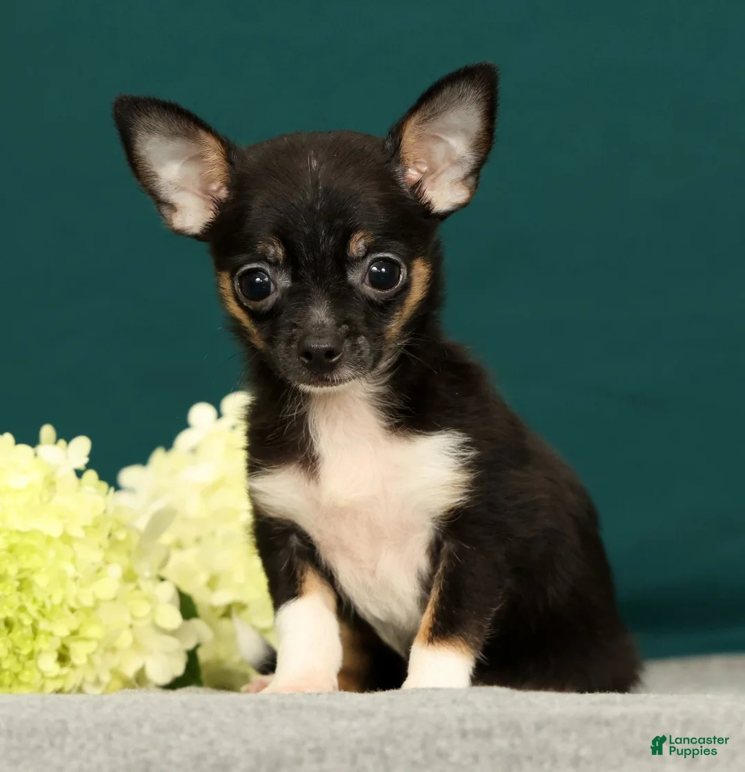 Chihuahua dogs for sale: Peanut - Ad 1