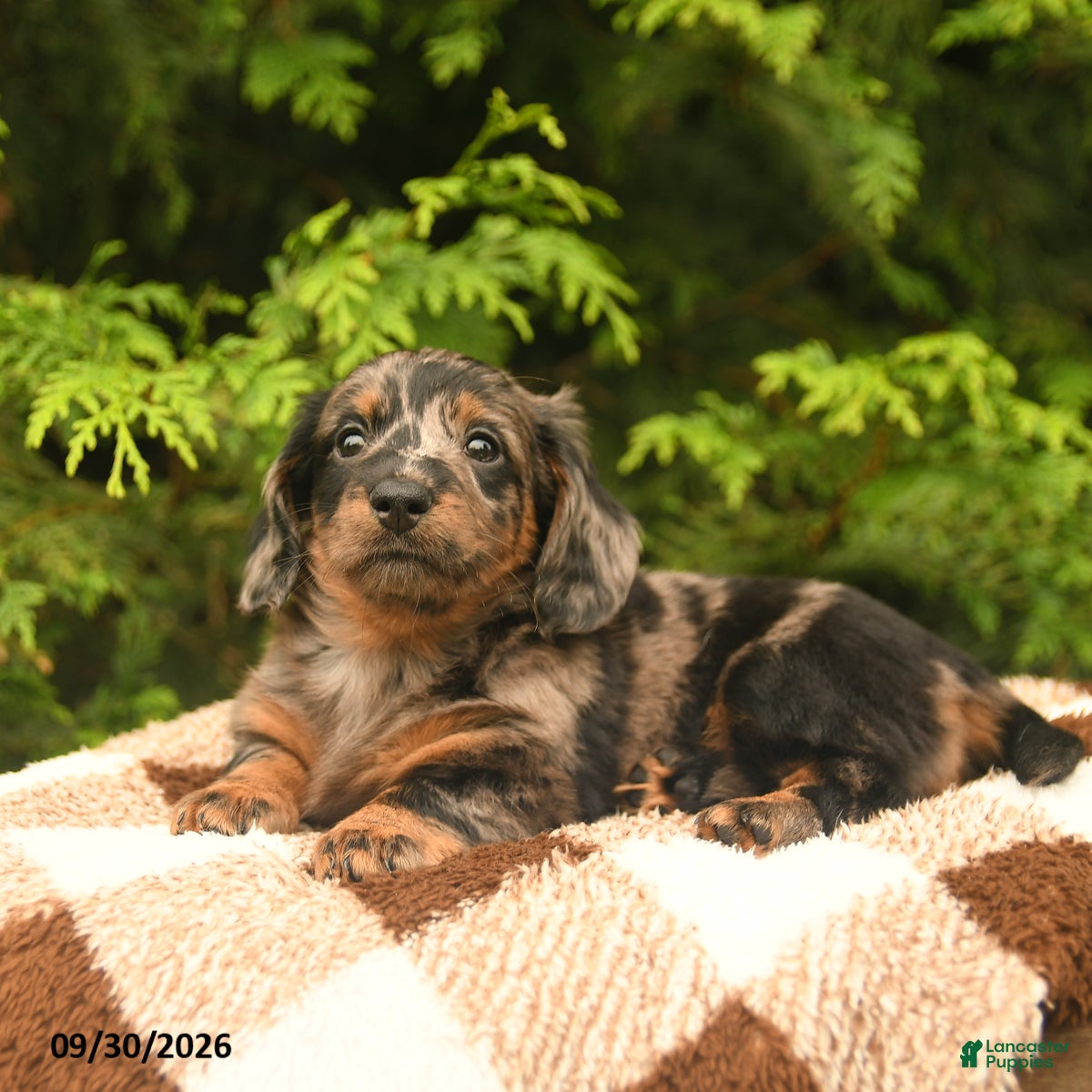 Miniature Dachshund dogs Gloria - Ad 2