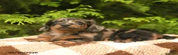 Miniature Dachshund dogs for sale: Gloria - Ad 2