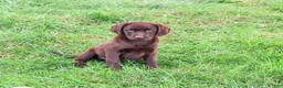 Labrador Retriever dogs for sale: Marie - Ad 4