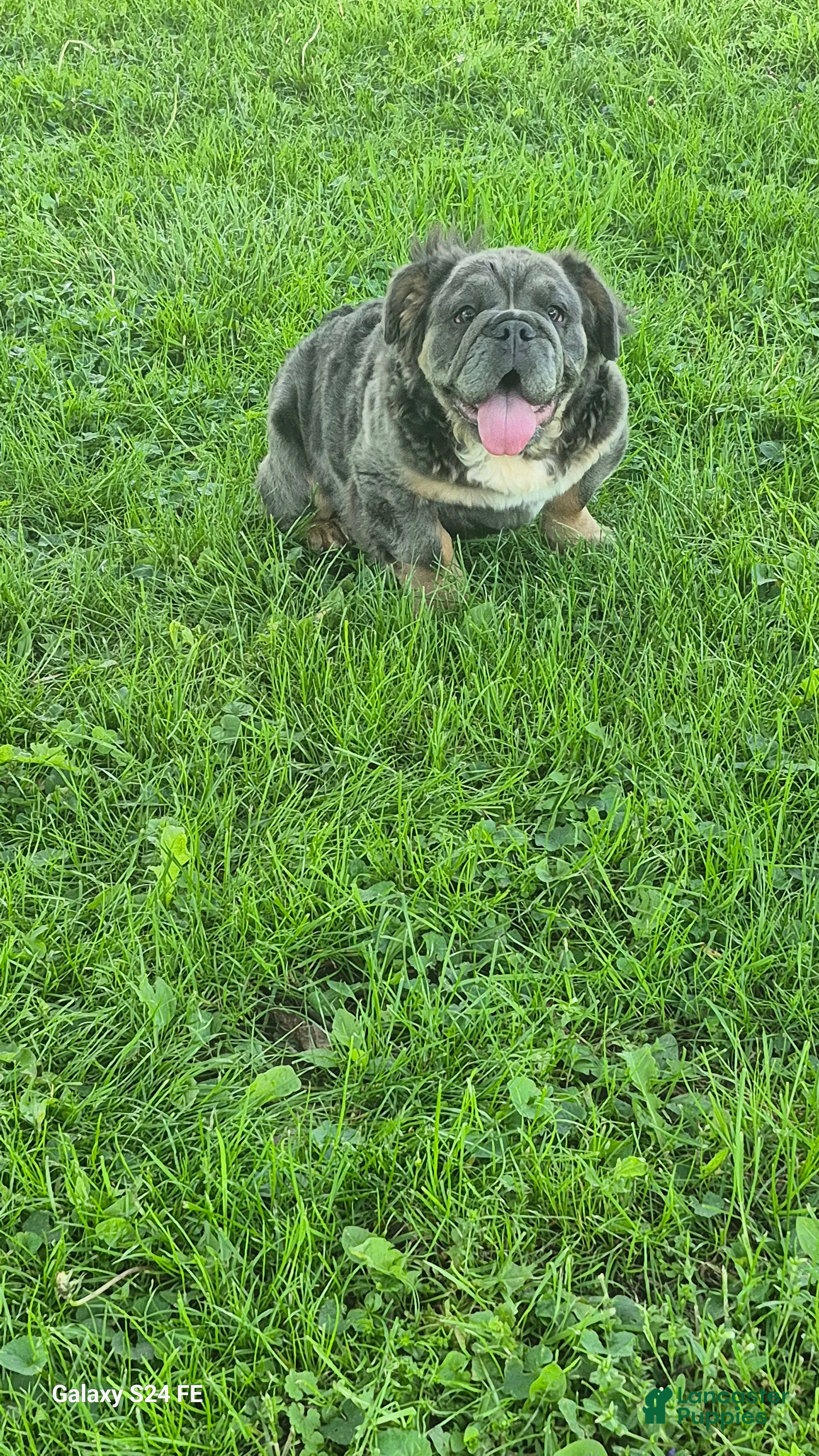 English Bulldog dogs Margo - Ad 1