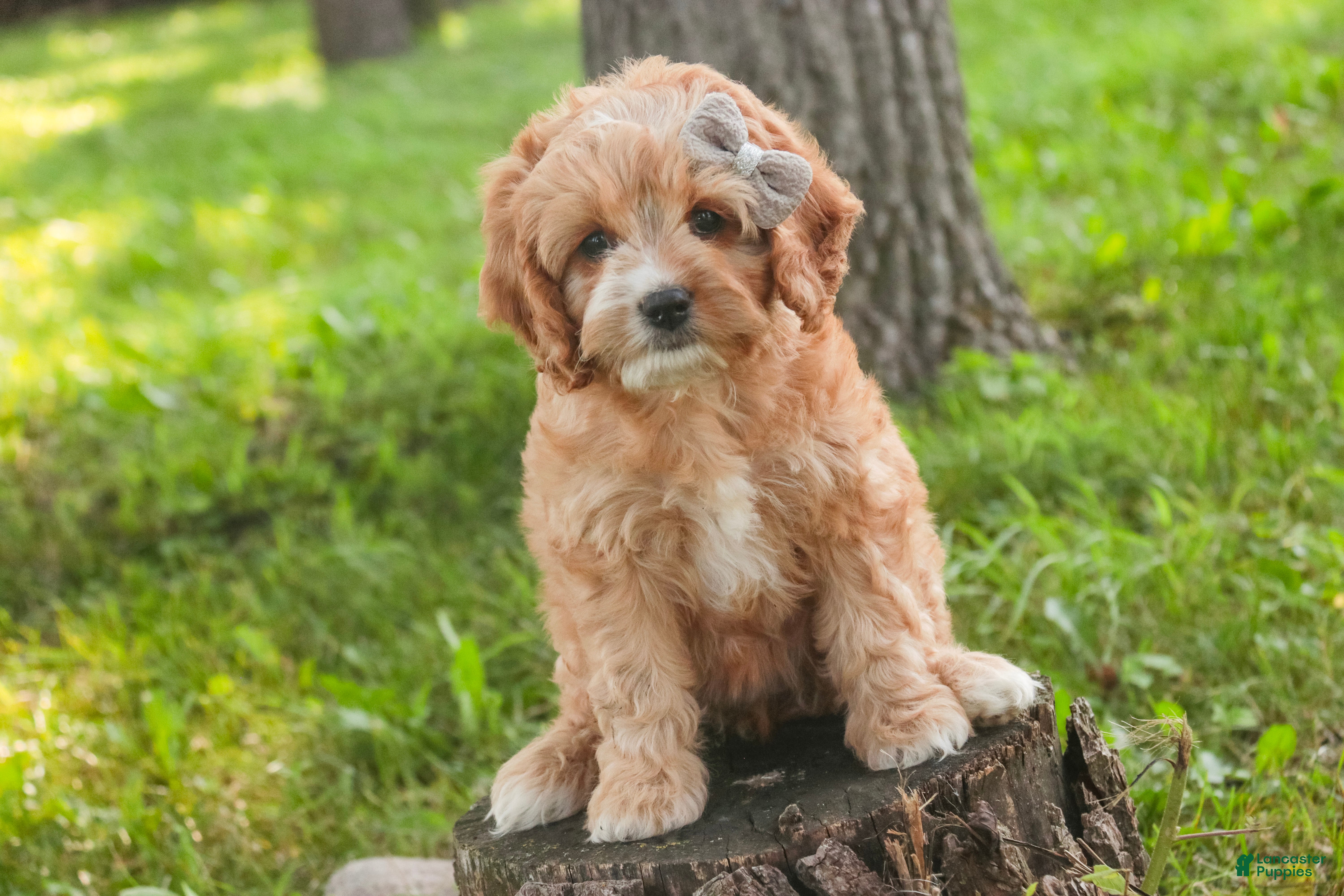 Mixed Breed dogs Pixie Munchkin Bernedoodle - Ad 2