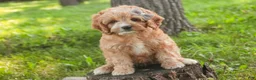 Mixed Breed dogs for sale: Pixie Munchkin Bernedoodle - Ad 2