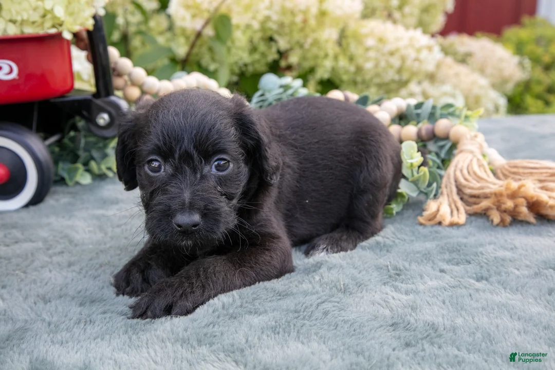 Schnoodle dogs for sale: Hunter - Ad 3