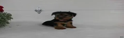 Yorkshire Terrier dogs for sale: Scout  - Ad 5