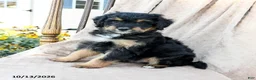 Mini Bernedoodle dogs for sale: Scout - Ad 5