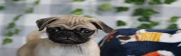 Pug dogs for sale: Glory - Ad 4