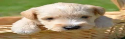 Miniature Schnauzer dogs for sale: Miniature Schnauzer Micky - Ad 4