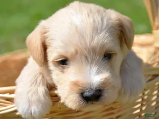 Miniature Schnauzer dogs Miniature Schnauzer Micky - Ad 41