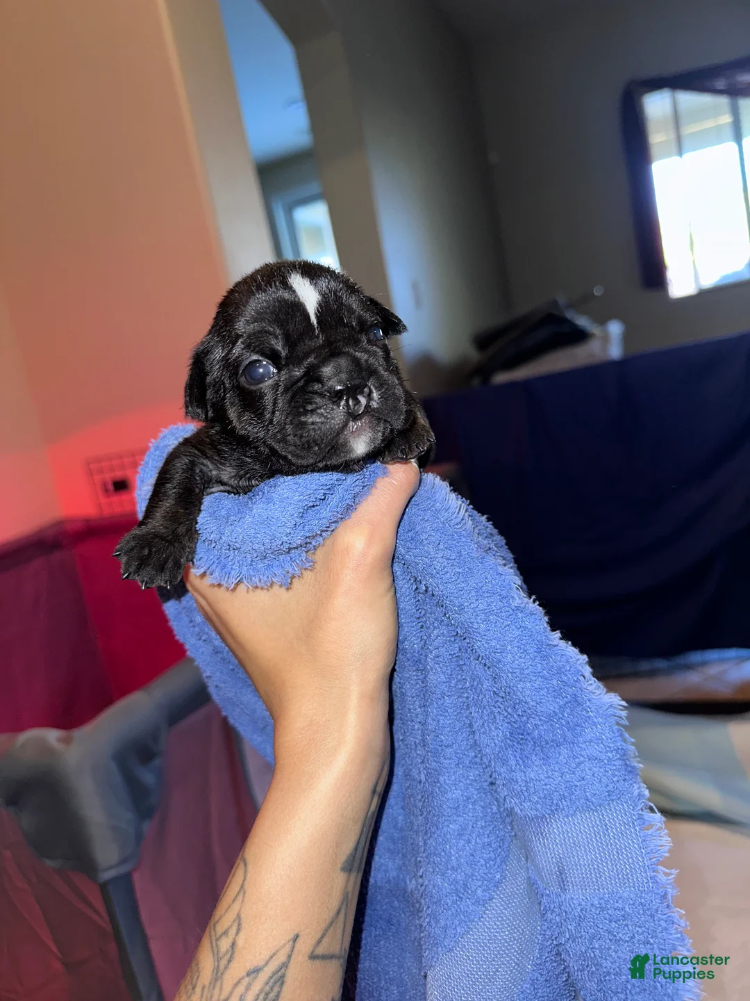 English Bulldog dogs for sale: Aphrodite - Ad 2