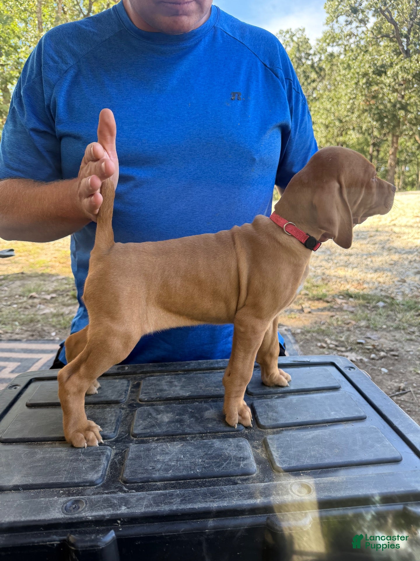 Vizsla dogs Pink - Ad 14