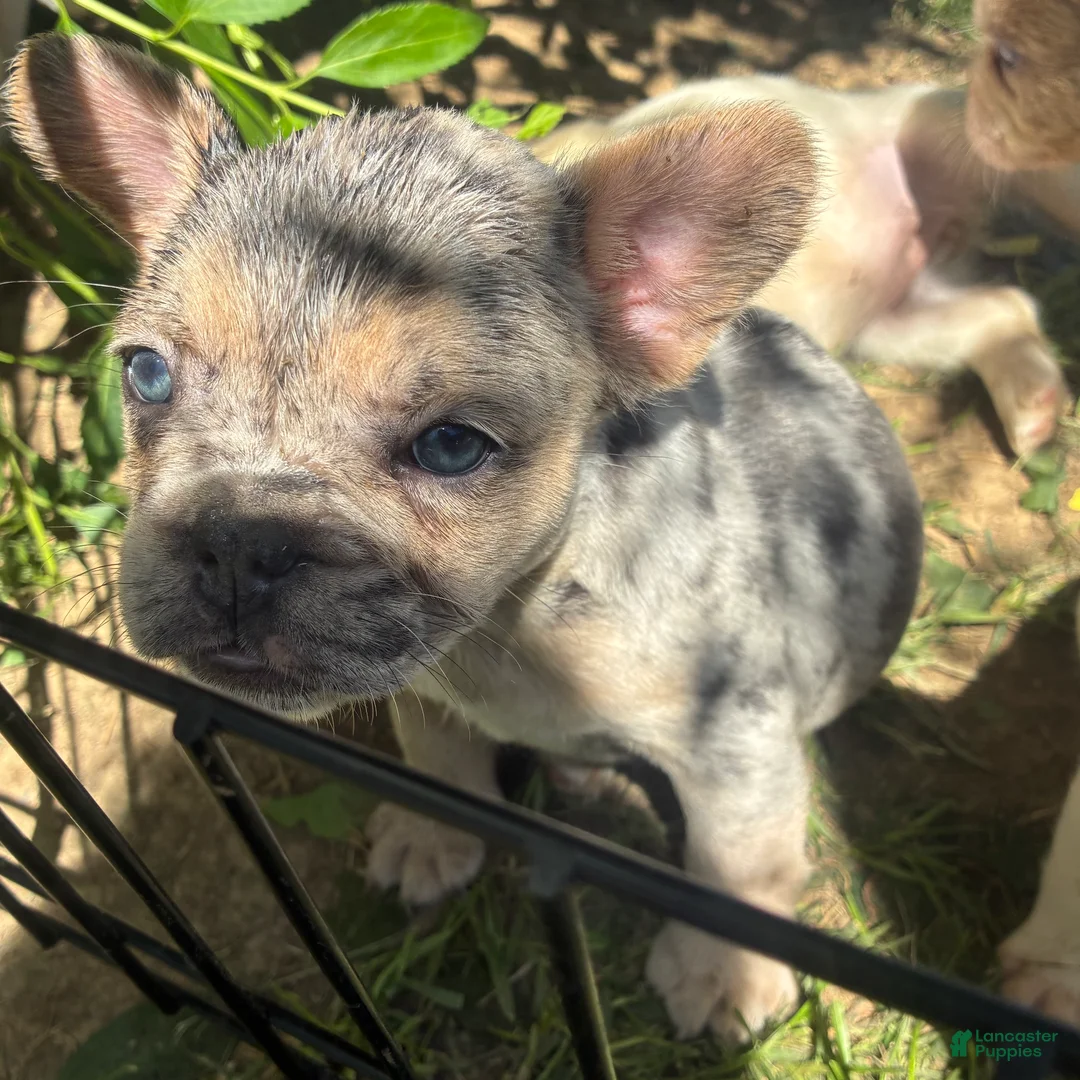 French Bulldog dogs for sale: French Bulldog Puppy 8 (standard fur Merle tri) - Ad 2
