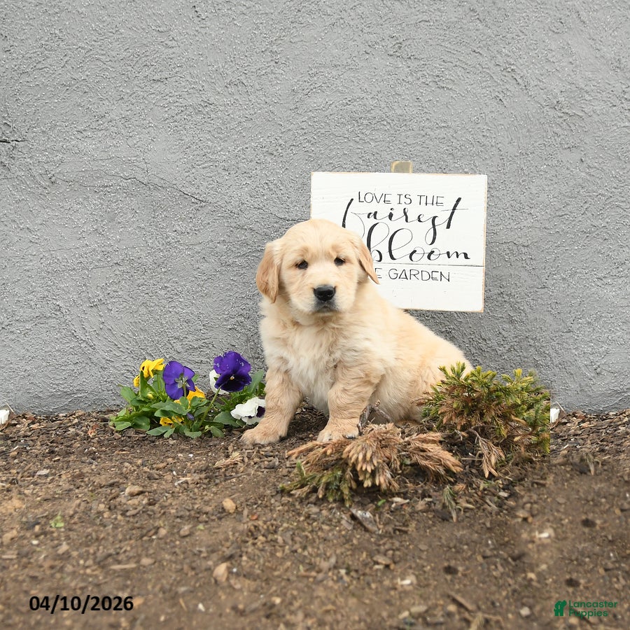 Golden Retriever dogs for sale: Cliffard - Ad 2