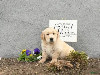 Golden Retriever dogs for sale: Cliffard - Ad 2