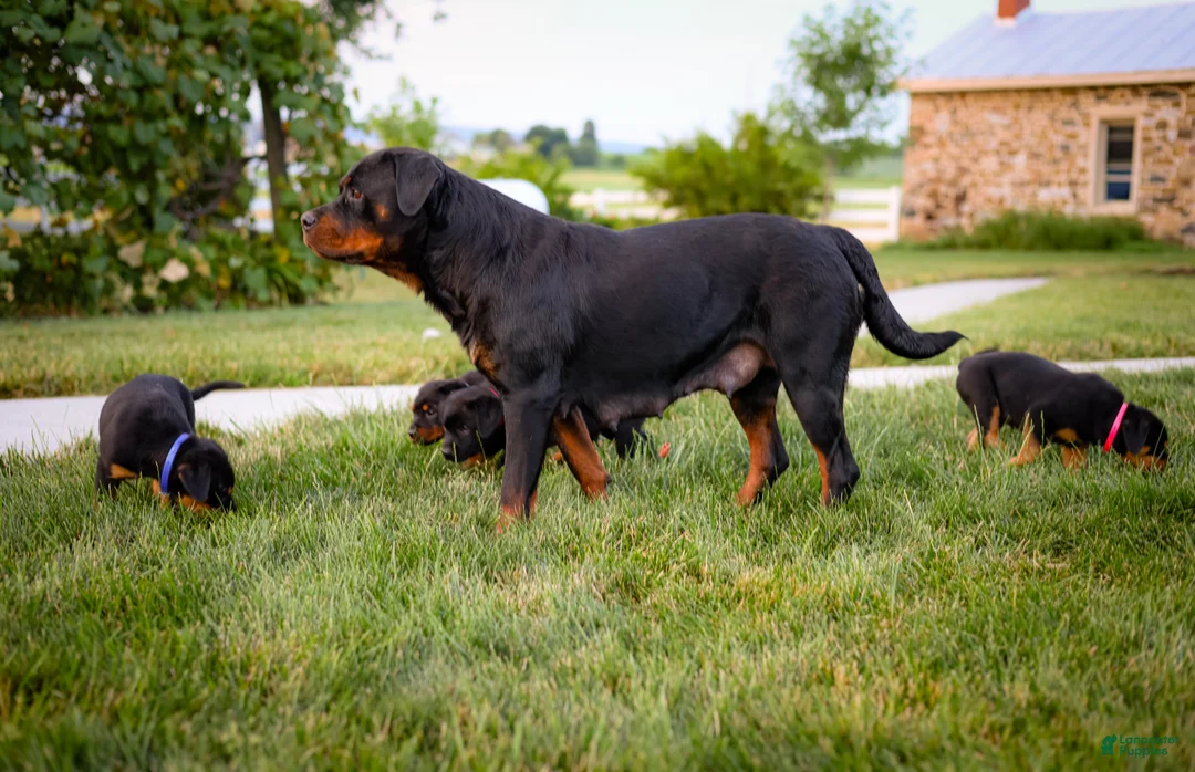 Rottweiler dogs for sale: Thor - Ad 5