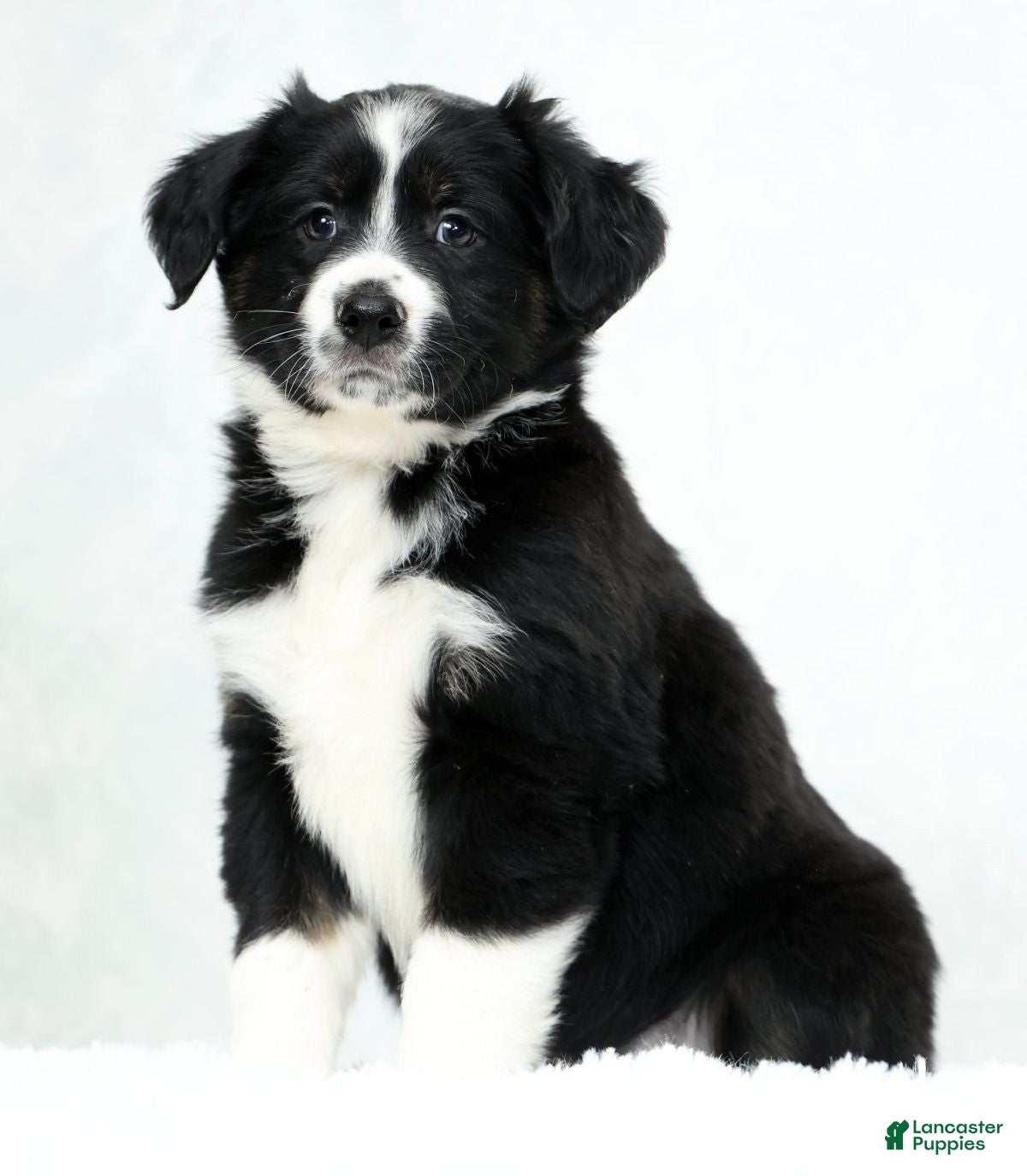 Miniature Australian Shepherd dogs Heather - Ad 1