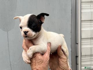 Frenchton dogs Frenchton Puppy 2 - Ad 2