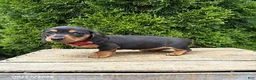 Dachshund dogs for sale: Stella - Ad 2