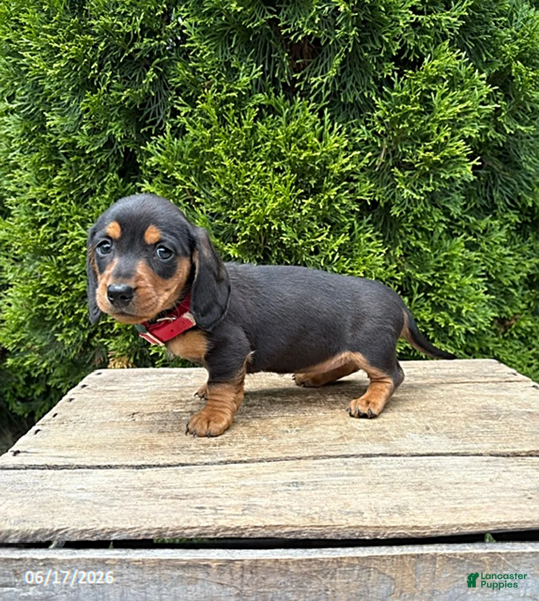 Dachshund dogs for sale: Stella - Ad 2