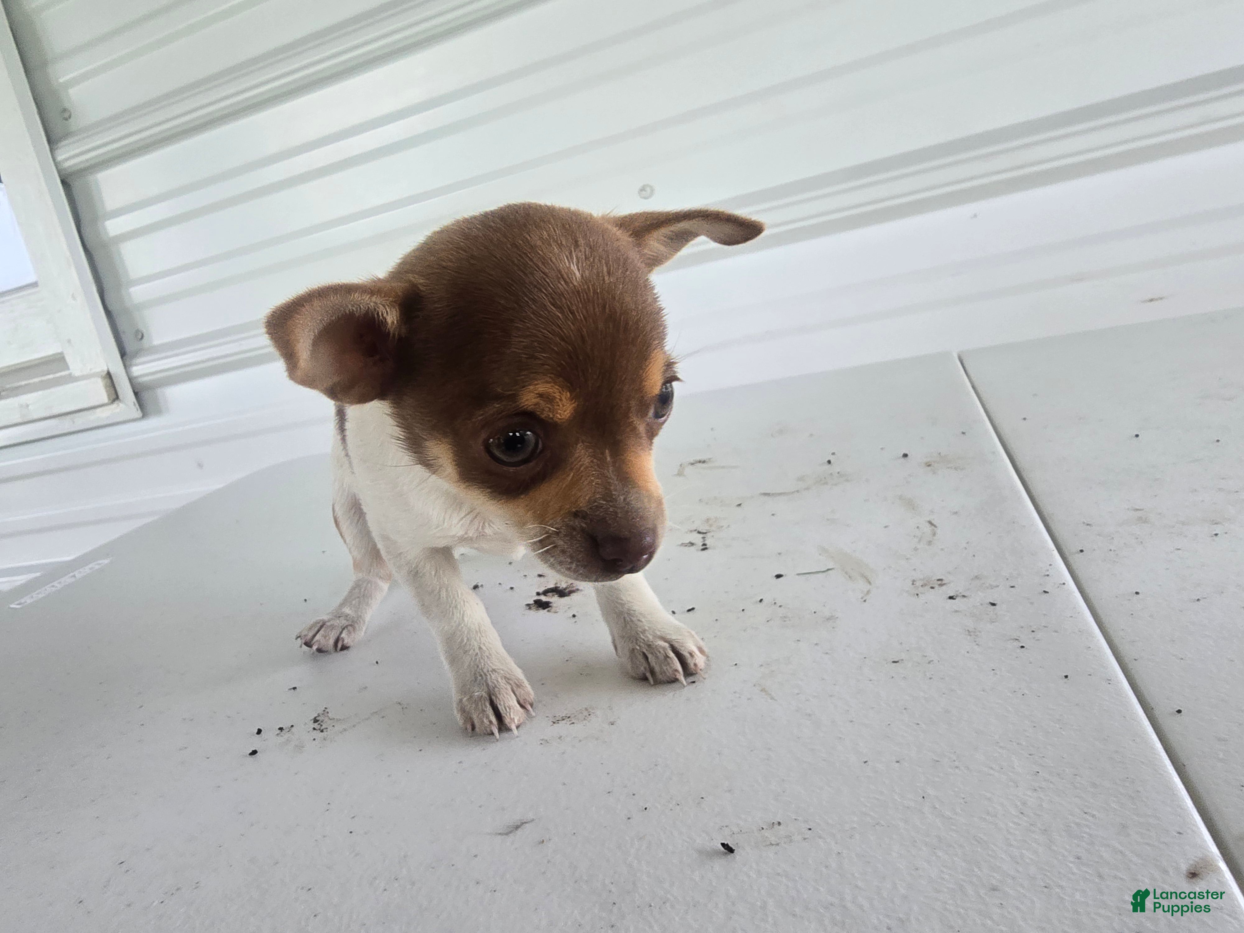 Chihuahua dogs Kendra - Ad 2
