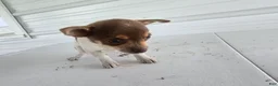 Chihuahua dogs for sale: Kendra - Ad 2