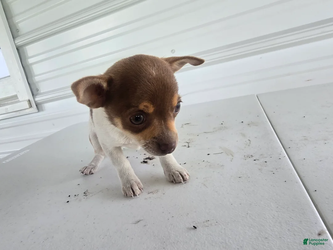 Chihuahua dogs for sale: Kendra - Ad 2