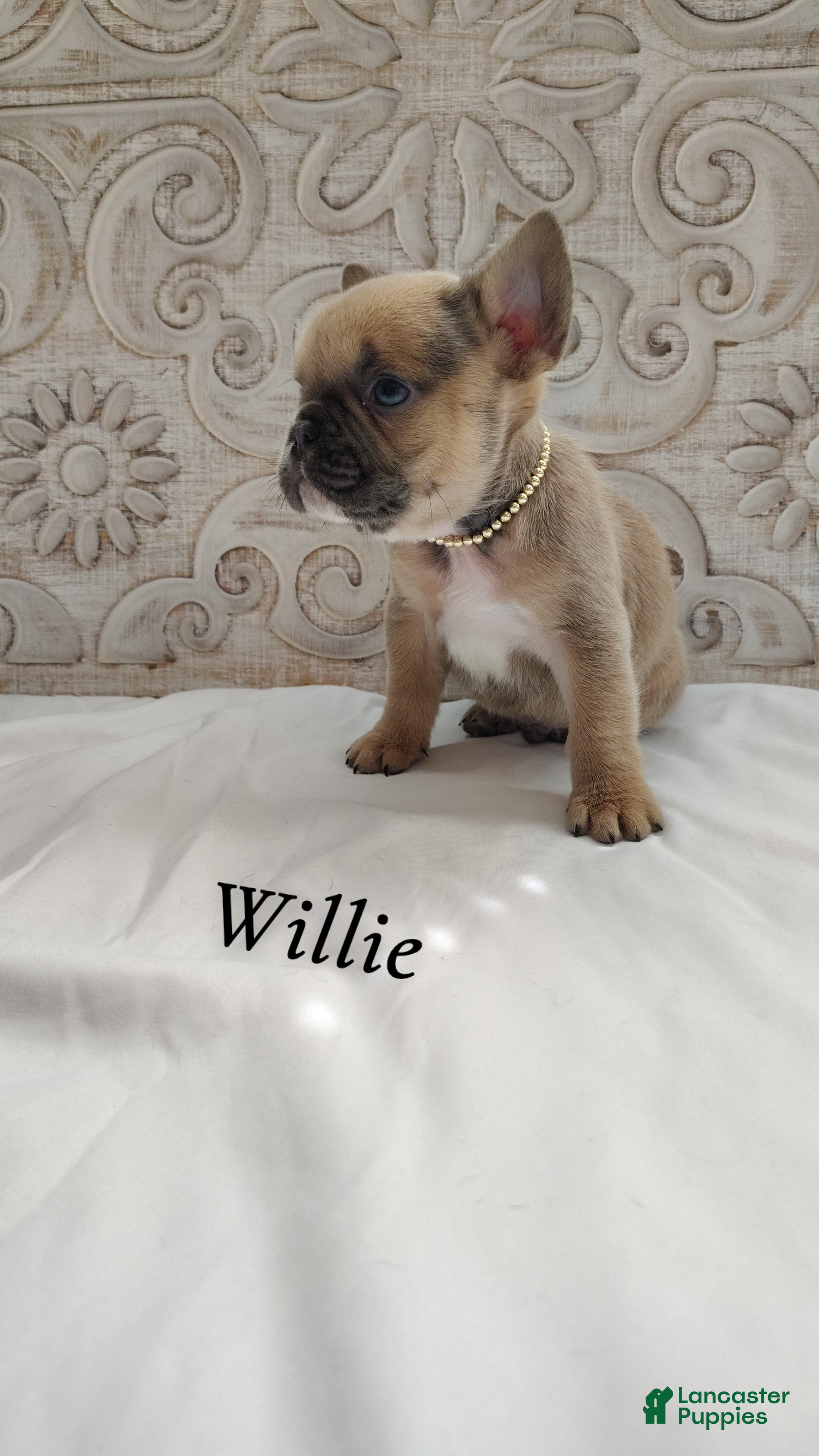 French Bulldog dogs for sale: Willie - Ad 1