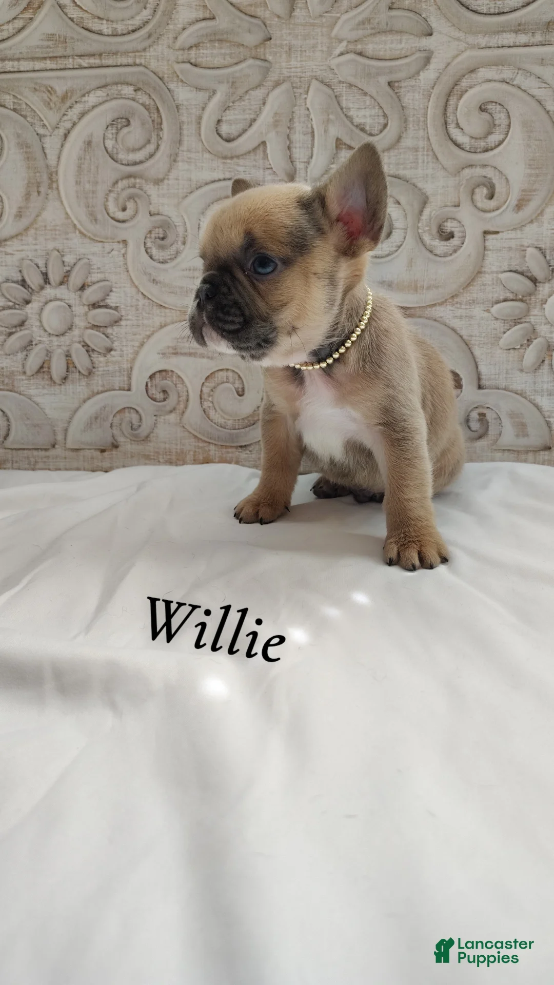 French Bulldog dogs for sale: Willie - Ad 1