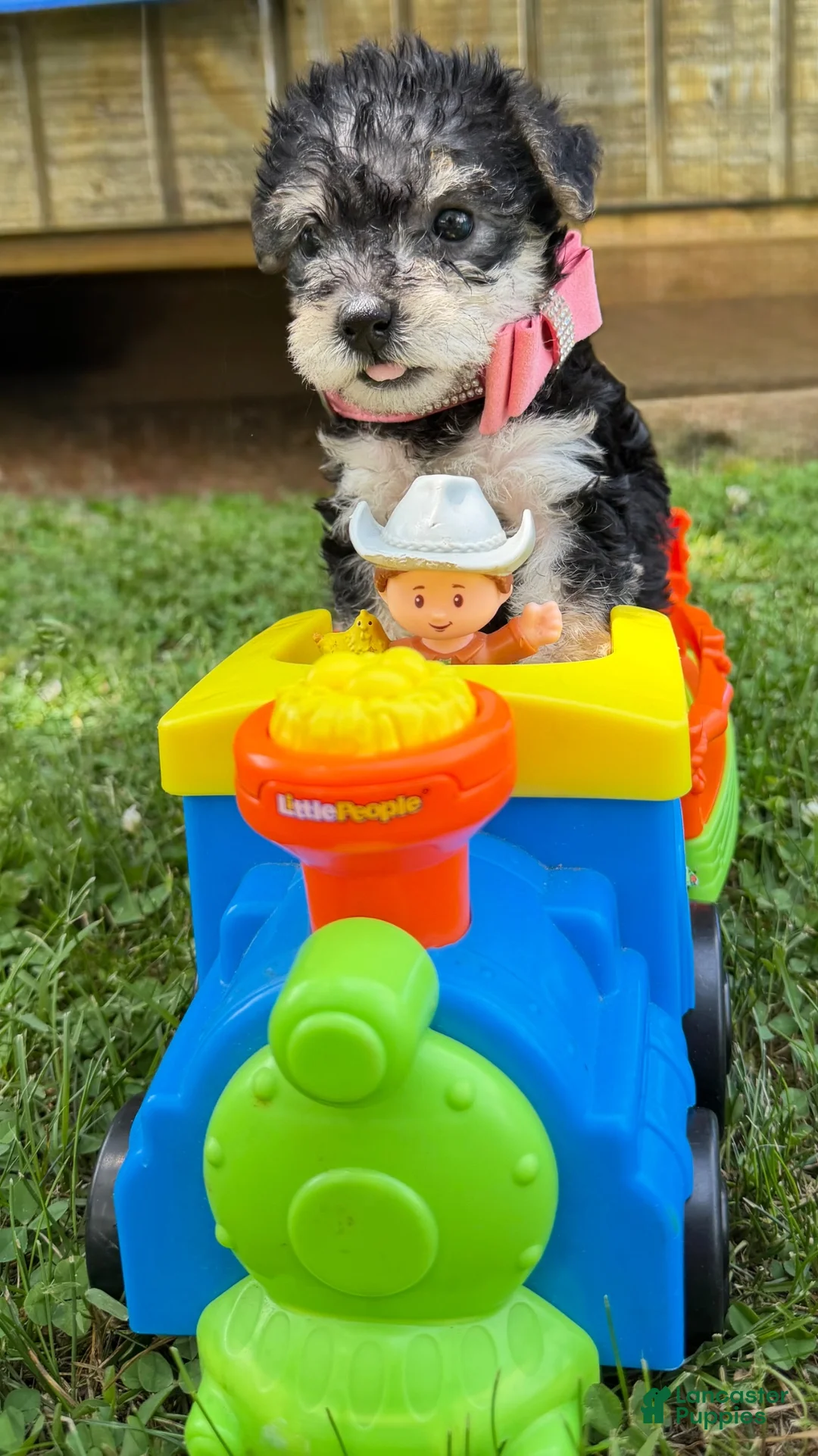 Yorkshire Terrier dogs for sale: Dolly - Ad 2