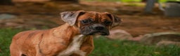Boxer dogs for sale: Travis - Ad 7