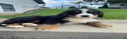 Bernese Mountain Dog dogs for sale: Milo - Ad 11