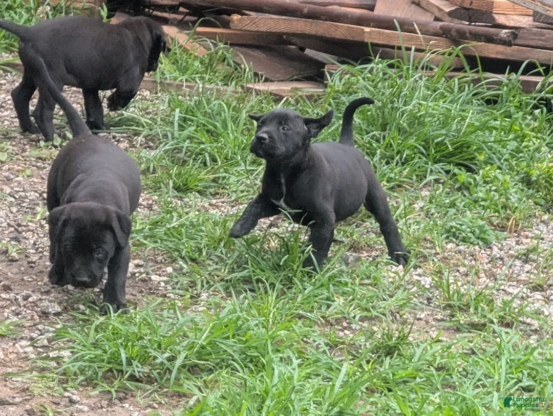 Labrador Retriever dogs for sale: Labrador Retriever 2 - Ad 5