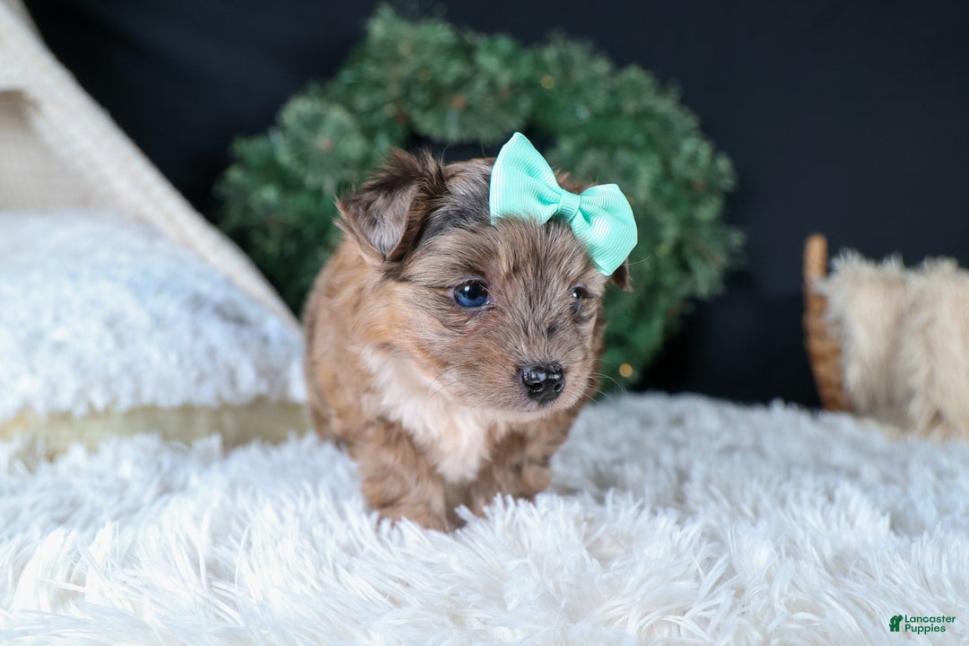 Mini Aussiedoodle dogs for sale: Gunner - Ad 15