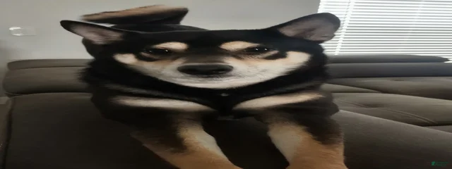 Scout