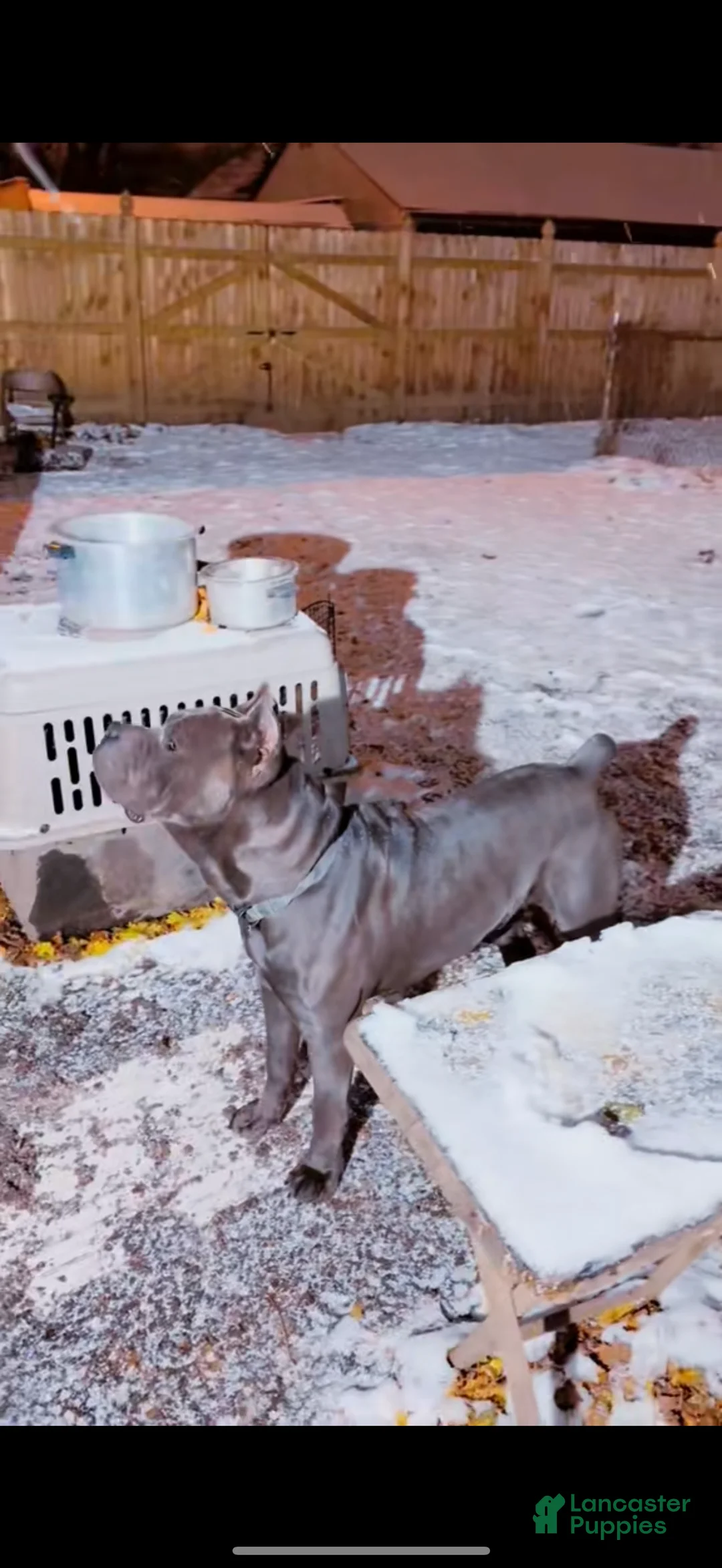 Cane Corso dogs for sale: Thor - Ad 16