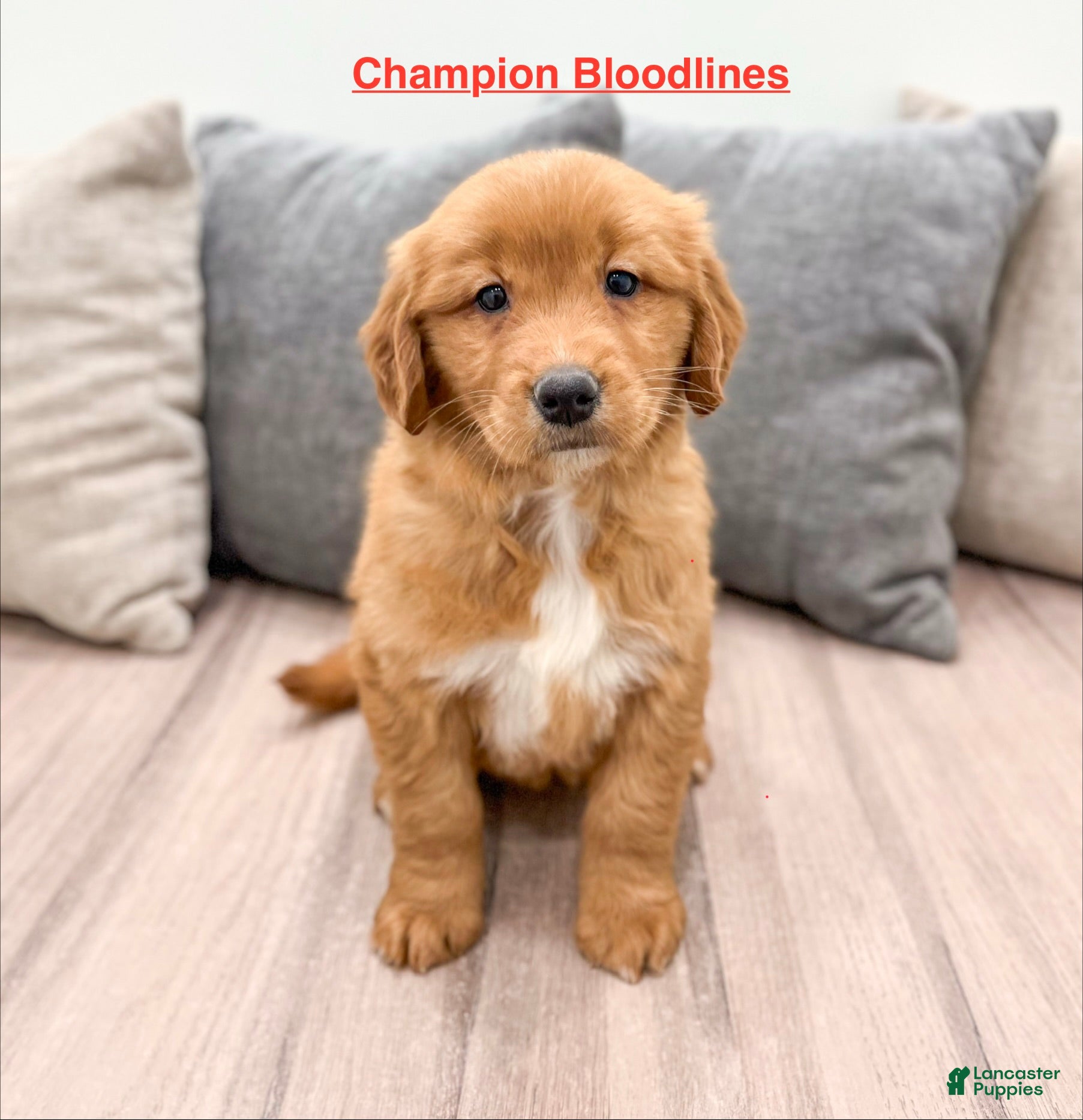 Golden Retriever dogs Molly - Ad 1