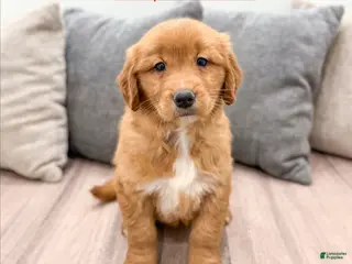 Golden Retriever dogs for sale: Molly - Ad 1