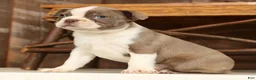 Boston Terrier dogs for sale: Rex - Ad 3