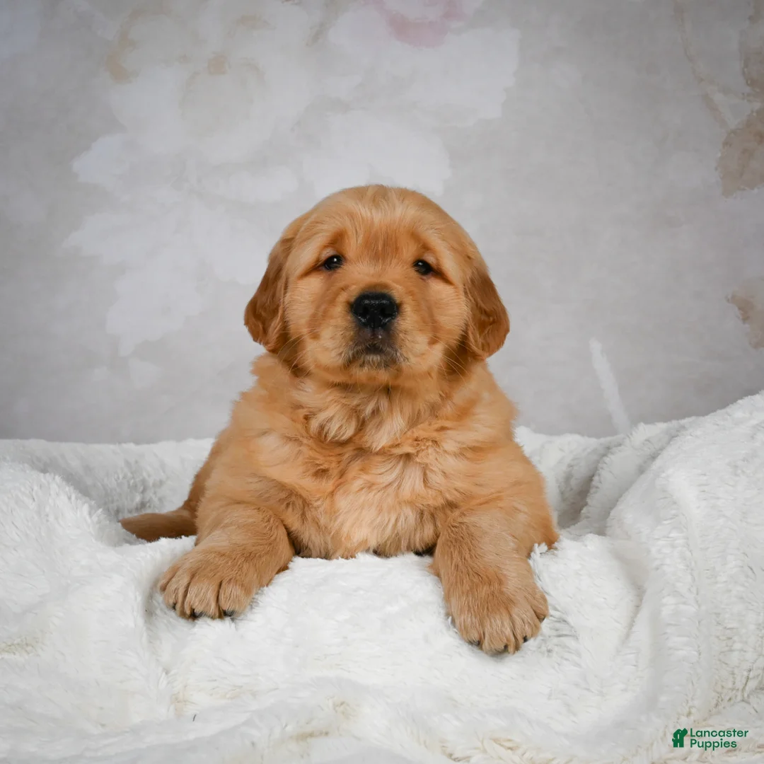 Golden Retriever dogs for sale: Rocky - Ad 11