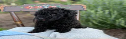 Toy Poodle dogs for sale: Captain - Ad 8