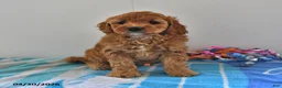 Mini Goldendoodle dogs for sale: Sasha - Ad 3
