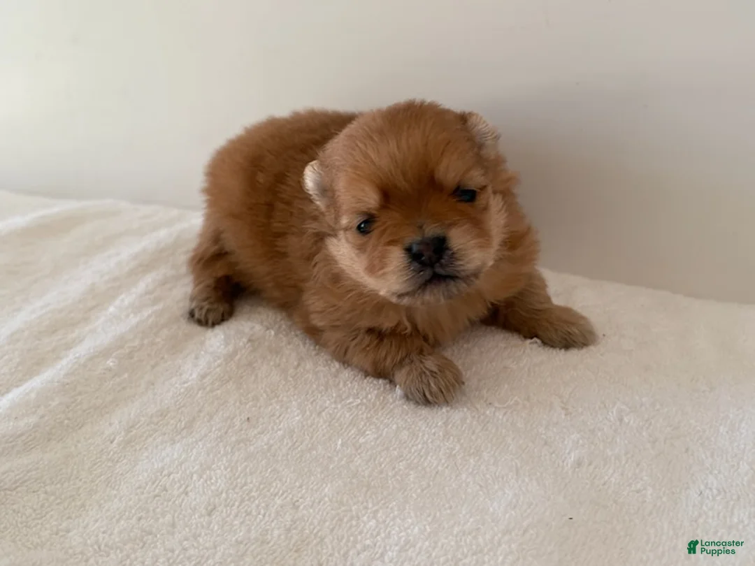 Pomeranian dogs for sale: Cassie - Ad 4