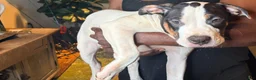 Mixed Breed dogs for sale: Mixed Breed 3 - Ad 1