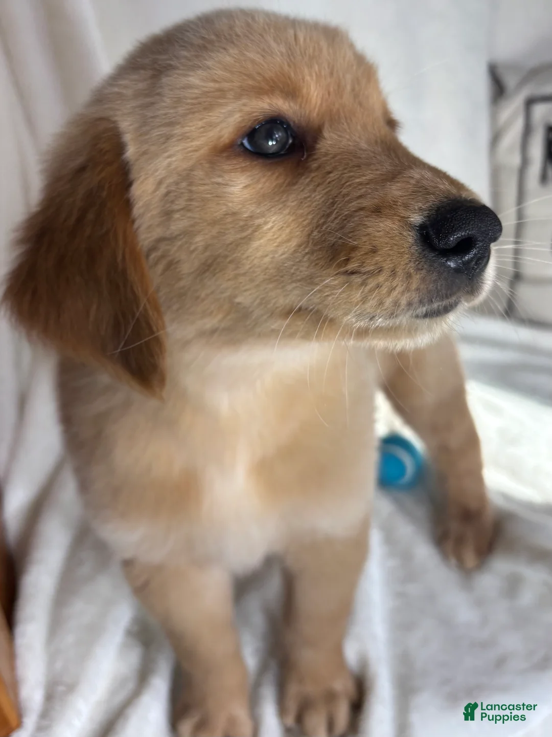 Golden Retriever dogs for sale: Gunner - Ad 5