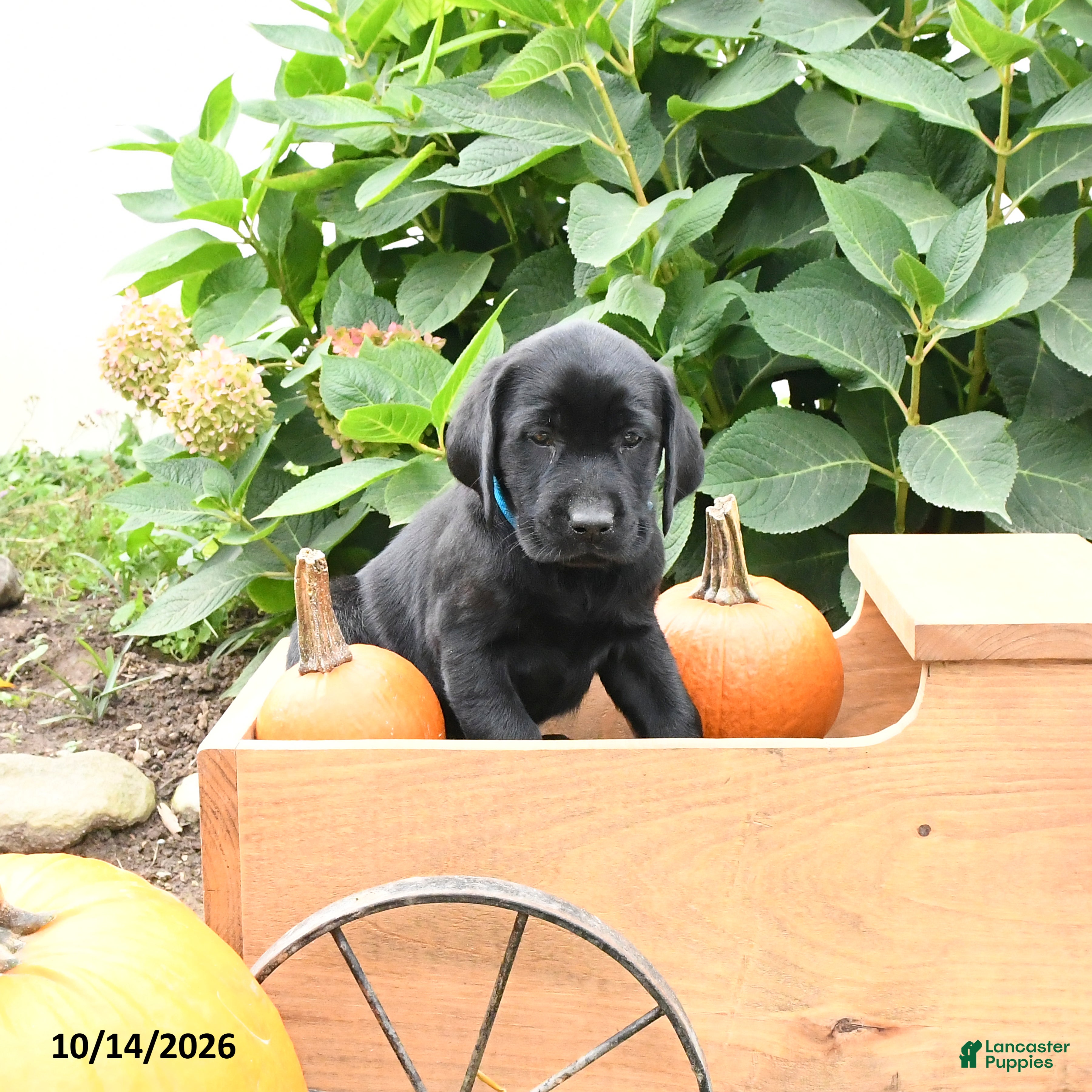 Labrador Retriever dogs Tod - Ad 2